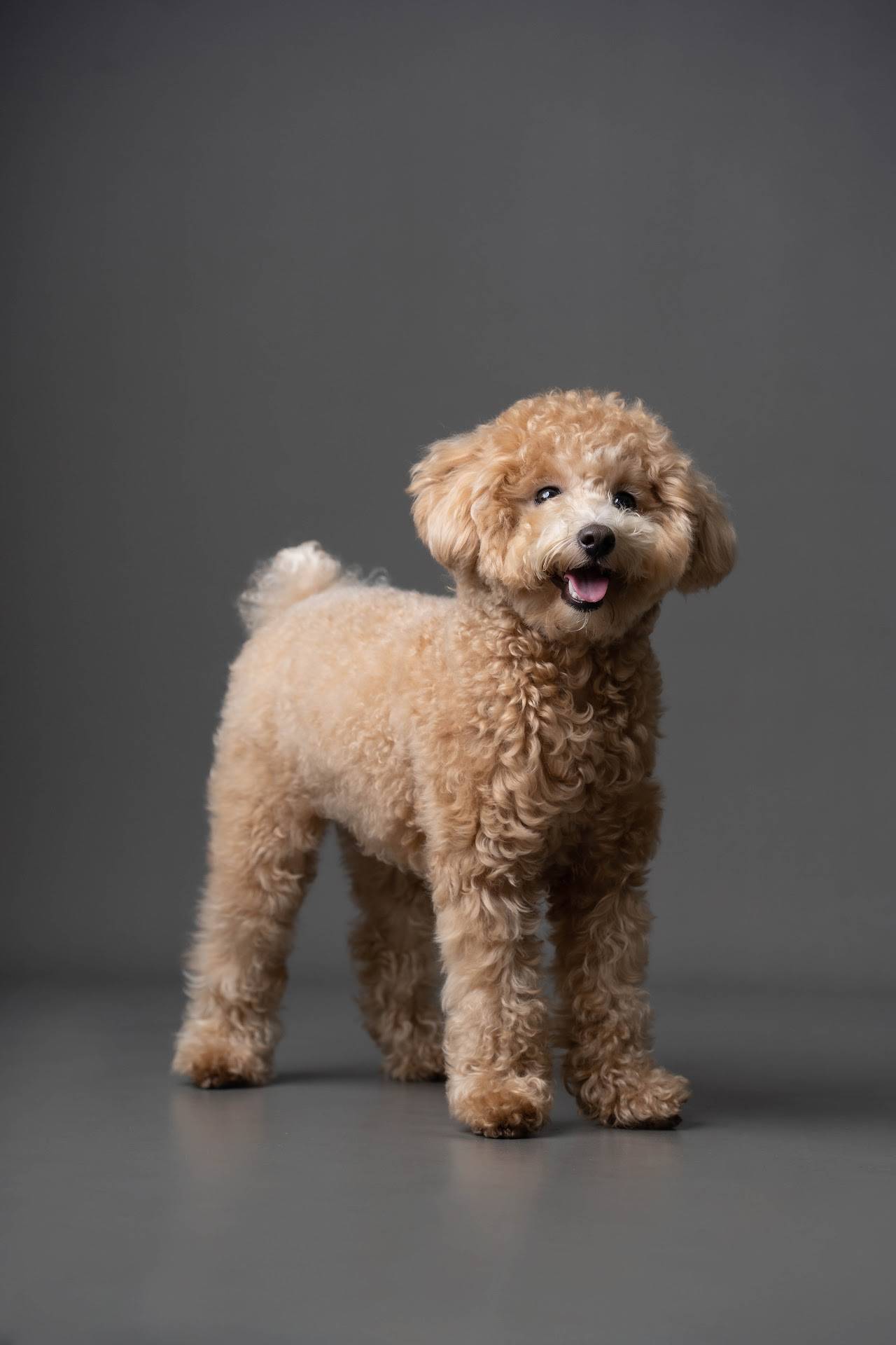 寵物寫真範例 4